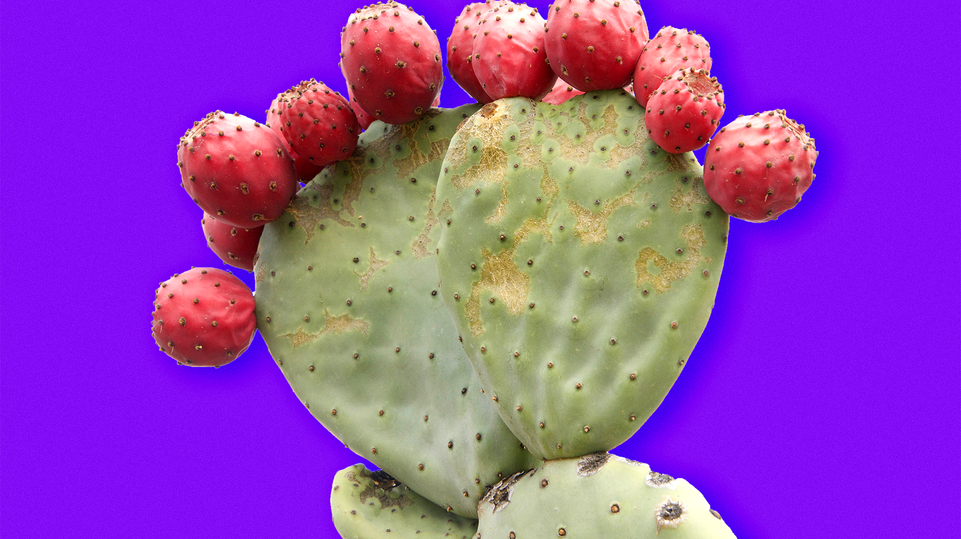 Health Benefits of Prickly Pear Cactus