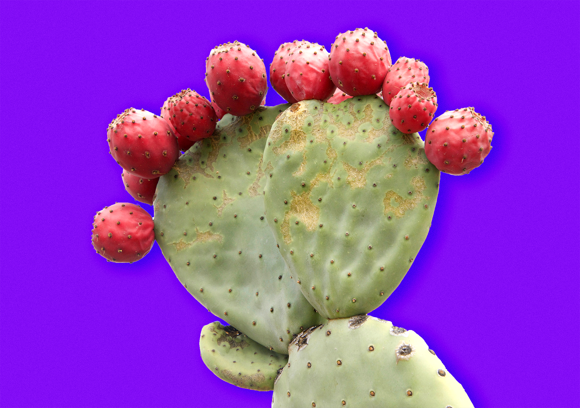 thank you succulents Thank You Succulent Greeting Card main image 1